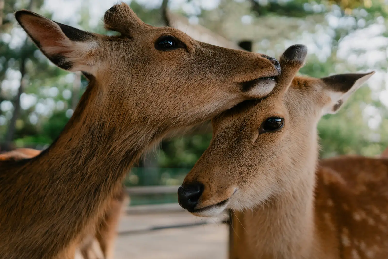 Wandering in Nara Park: Japan’s Serene Deer Haven