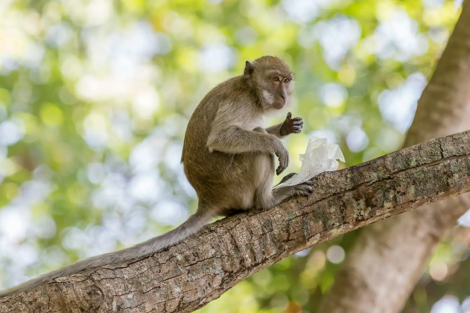 Experience the Magic of Sangeh Monkey Forest