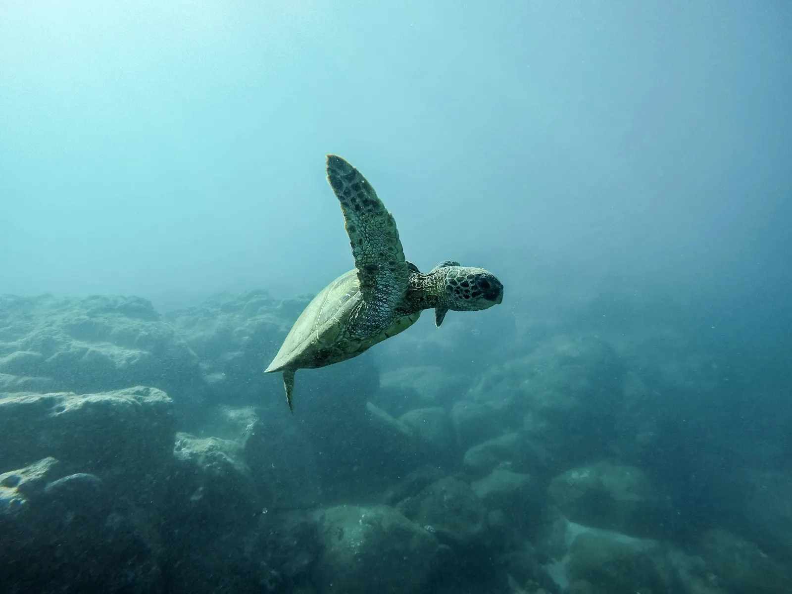 How to Participate in Sea Turtle Releases in Bali